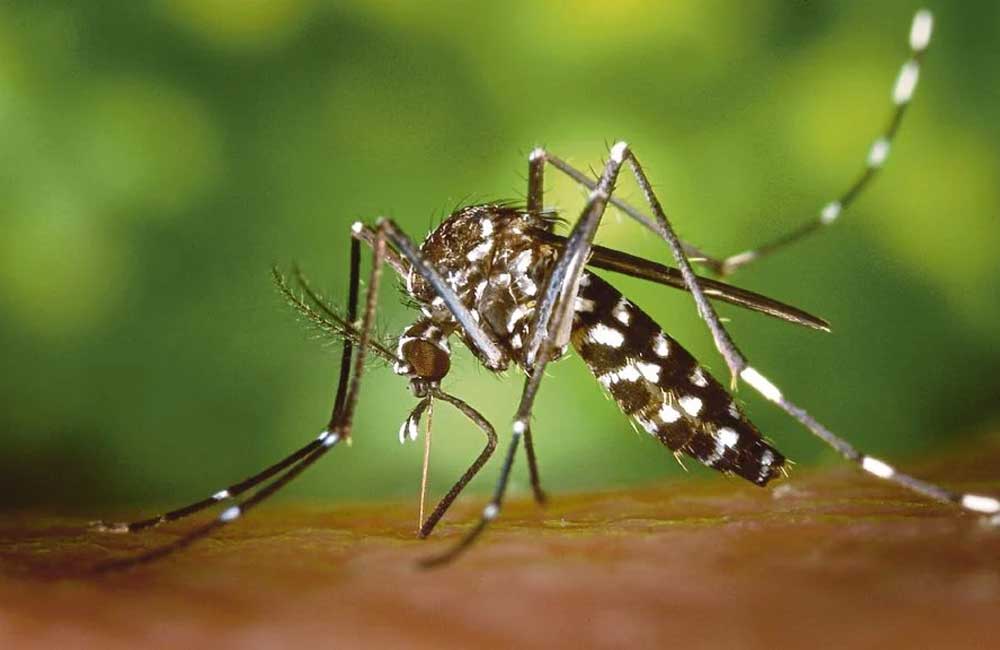 Dengue : Primary signs and Symptoms