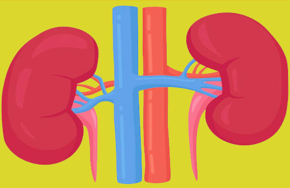 Kidney failure: symptoms, causes, and treatment
